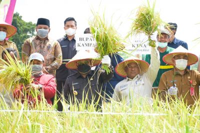 Demi Terwujudnya Wilayah Industri dan Pertanian, Kampar Targetkan 6 Ribu Ha Tanam Padi Tahun 2021
