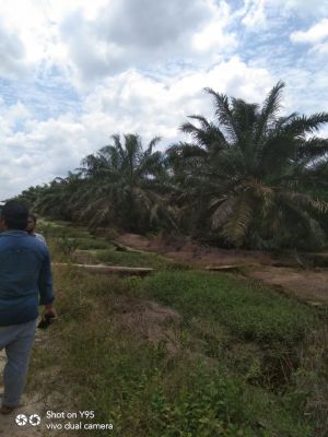 Diduga PT.Gandahera  Hendana Rusak Aliran Sungai ,Masyarakat mintak Pemkab  cabut ijin Perusahaan