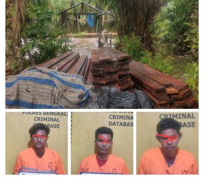Diduga Tiga Pelaku Ilegal Logging di Siak Kecik, Diamankan Reskrim Polres Bengkalis