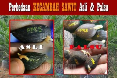Disbunakkeswan Kampar Imbau Bagi Para Petani Sawit Untuk Berhati Hati Membeli Bibit Sawit