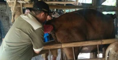 Disbunnakkeswan Kampar Target 7000 IB Untuk Sapi di Tahun 2022