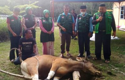 DMDI Riau, Qurban 1 Ekor Sapi di Kampung  Mualaf Jangkang
