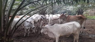 Dugaan Korupsi Dana Hanpang, PJ. Kades Aek Goti Dipanggil Unit Tipikor