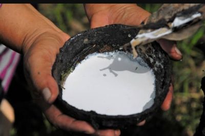 Kabar Gembira, Harga Karet di Kampar Pekan Ini Sejumlah di Daerah Naik