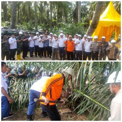 Kadis Ketahanan Pangan dan Pertanian Rohil Panen Perdana Sawit PSR Tahap II