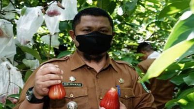 Panen Raya Buah Jambu Air di Kelurahan Pematang Pudu