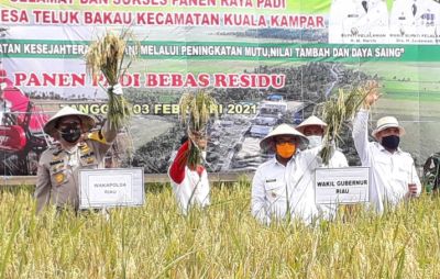 Panen Raya Padi Bebas Residu