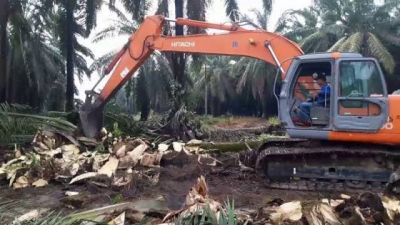 Pemkab Kampar Konsisten Jalankan Program PSR Untuk Ringankan Beban Petani Sawit