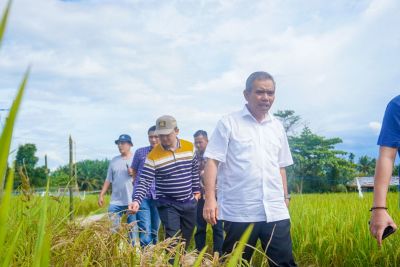 Pj Bupati Kampar dan Anggota DPR RI, Tinjau Lahan Padi