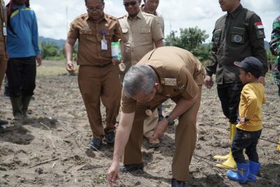 Pj Bupati Kampar Menanam Jagung, Perkuat Ketahanan Pangan di Kabupaten Kampar