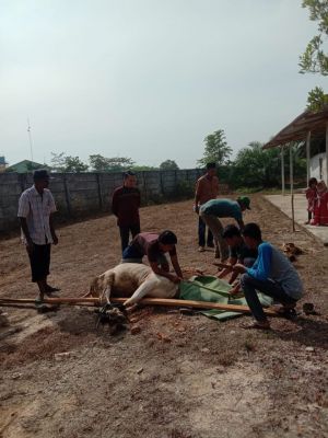 PKS,PT PCR  Qurban Di 1 Mesjid dan 2 Mushollah sekitaran Pabrik