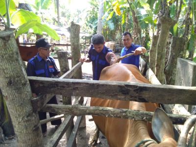 Sebanyak 7 Ribu Ekor, Disbunakkeswan Kampar Targetkan Inseminasi Buatan Pada Sapi 2021
