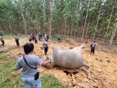 Seekor Gajah mati  ditemukan oleh warga yang tinggal dekat lahan PT. Arara Abadi