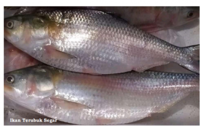 Terubuk Ikan Betuah Kebanggaan Labuhanbatu