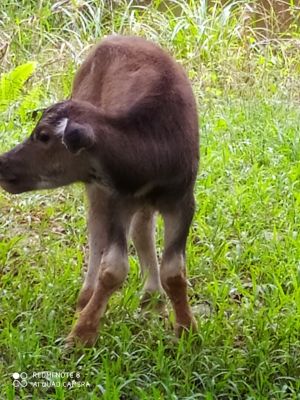 Tingkatkan Populasi Kerbau, Disbunnakkeswan Kampar Juga Lakukan IB Terhadap Kerbau